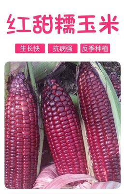 東北紅玉米甜糯玉米 新鮮真空粘香玉米 即食速食紅玉米整箱